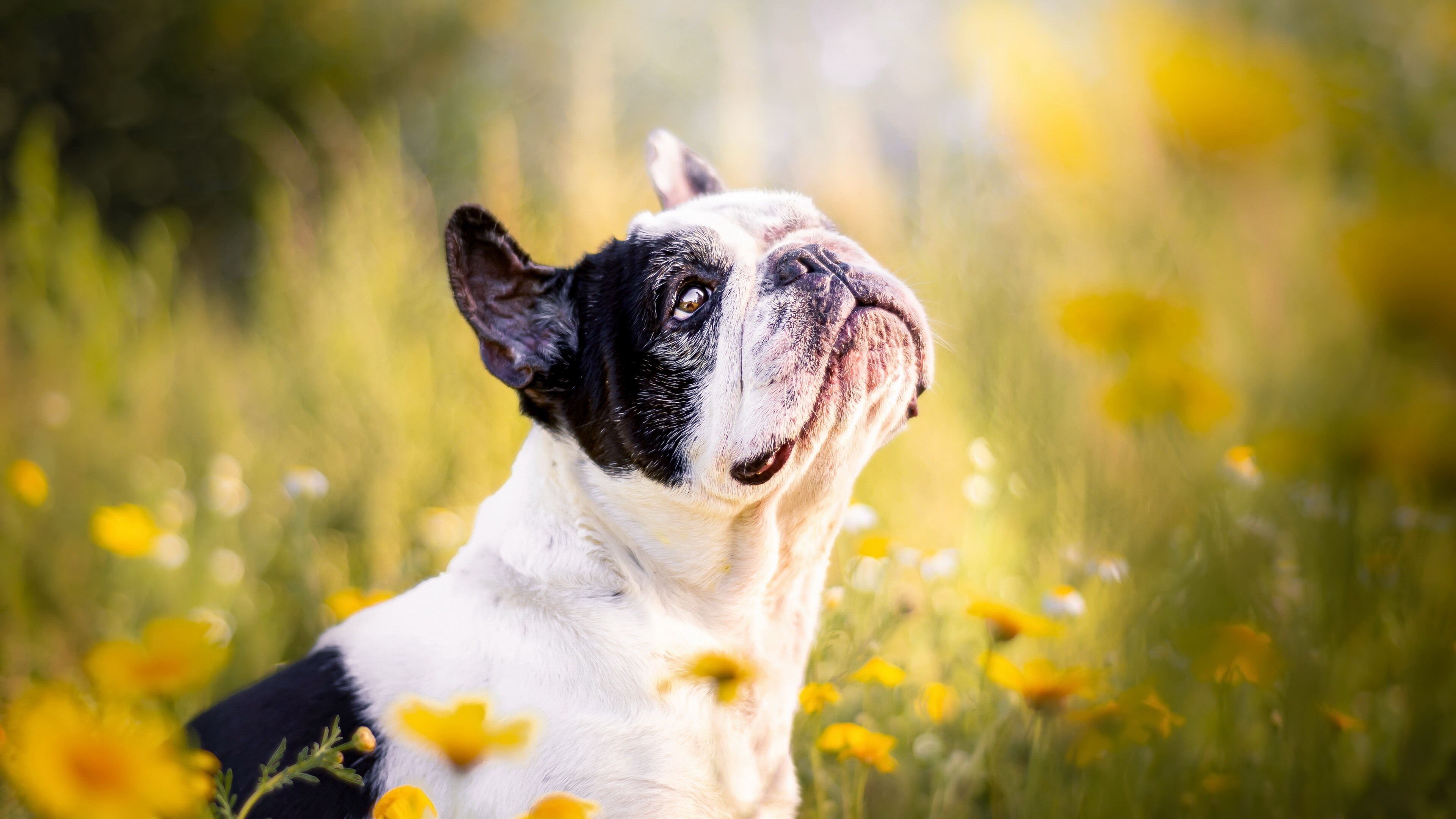 Meadow, French Bulldogs Wallpaper, 3840x2160 4K Desktop