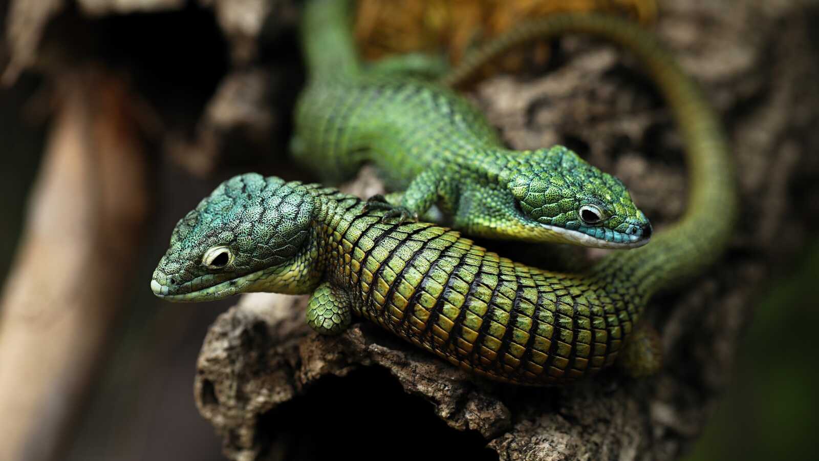 Lizard Wallpapers (56 images) - WallpaperCat