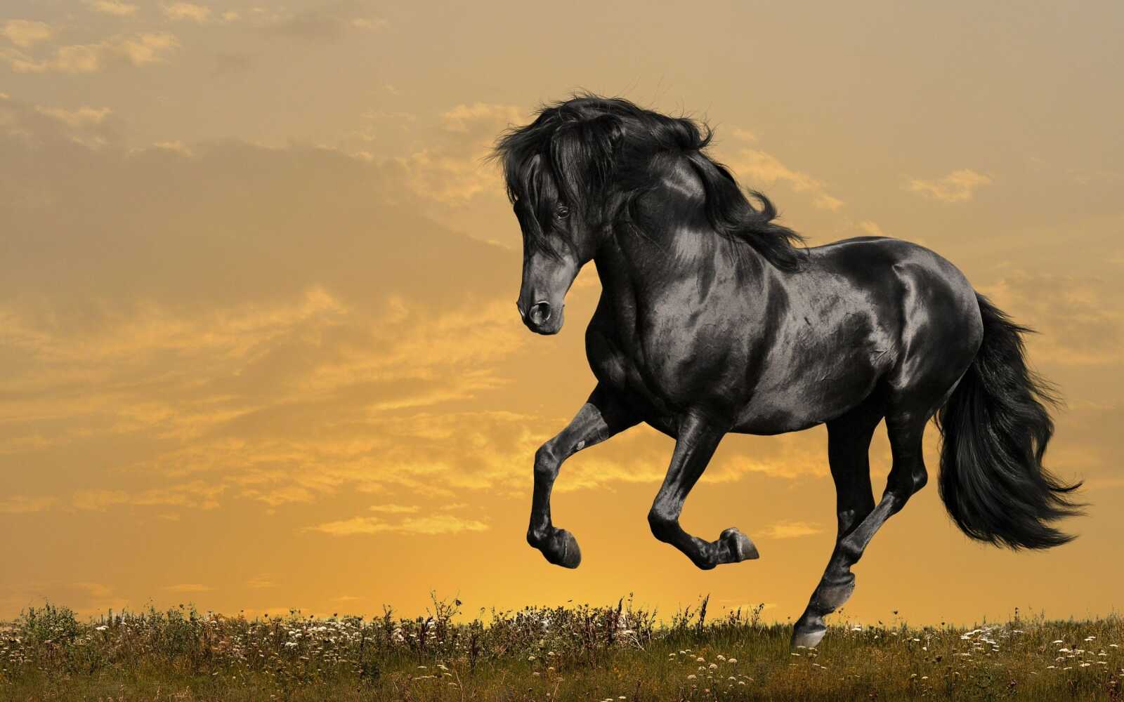 Galloping Black Horse