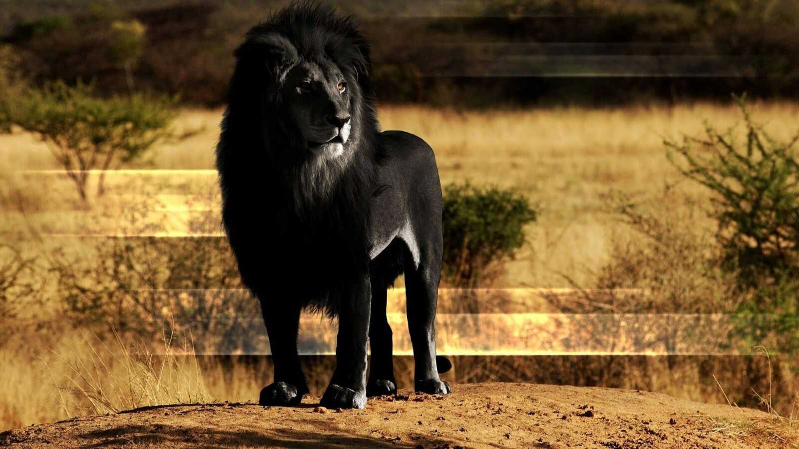 Black Lion