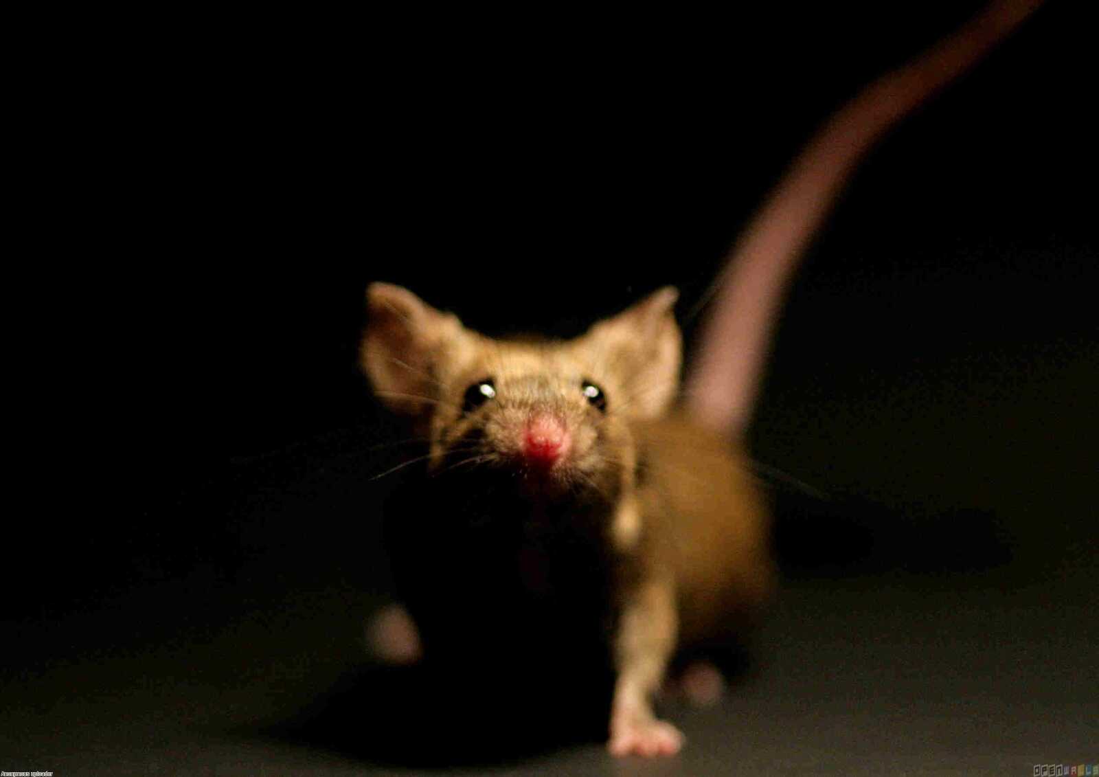 Rat Walll Rat Wallpapers (36 images) - WallpaperCat