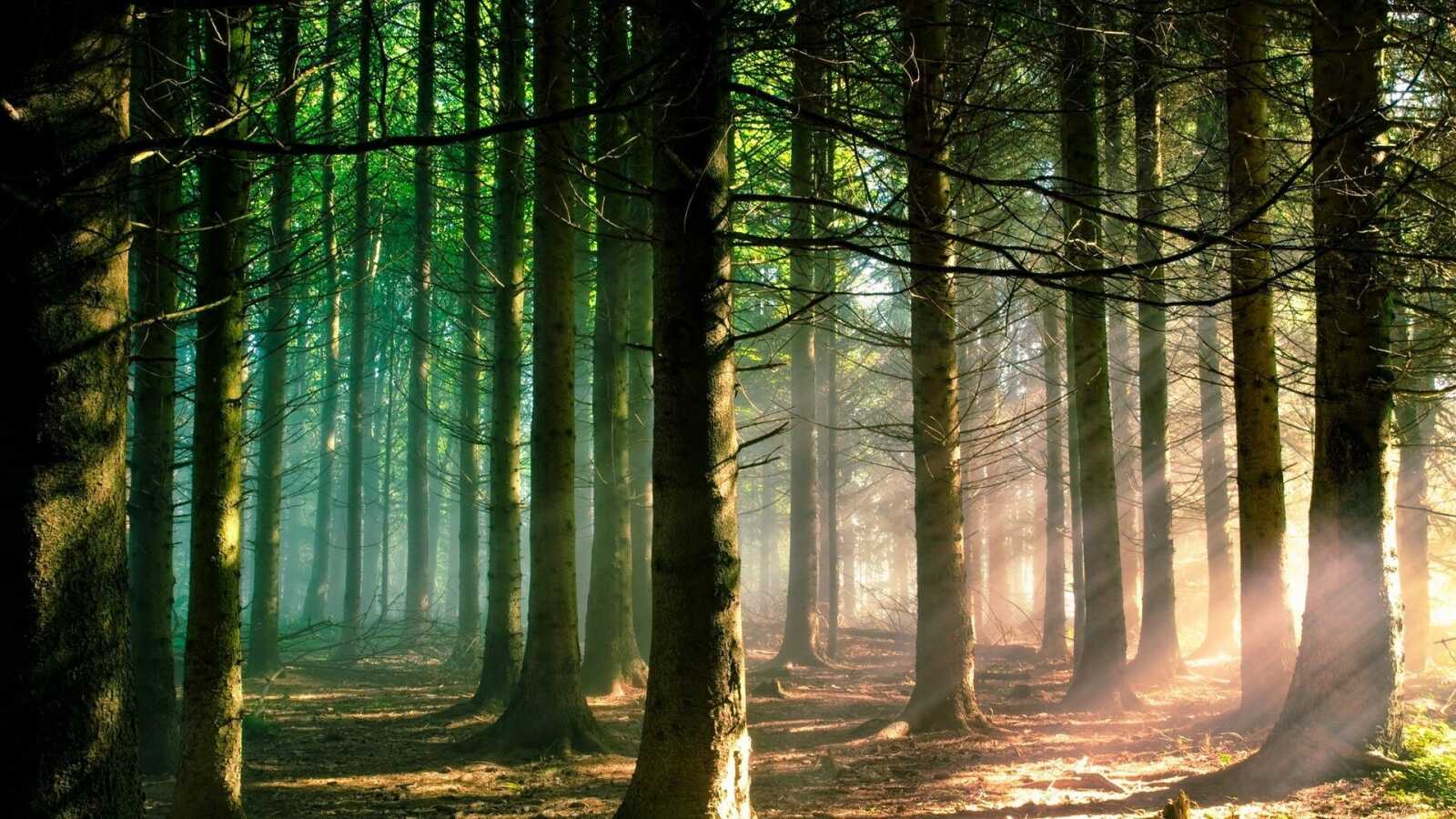 Tall Pine Trees