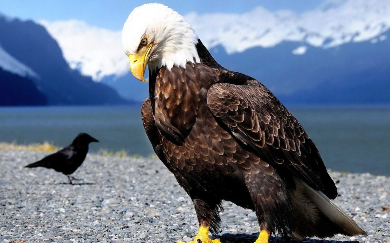 Bald Eagle