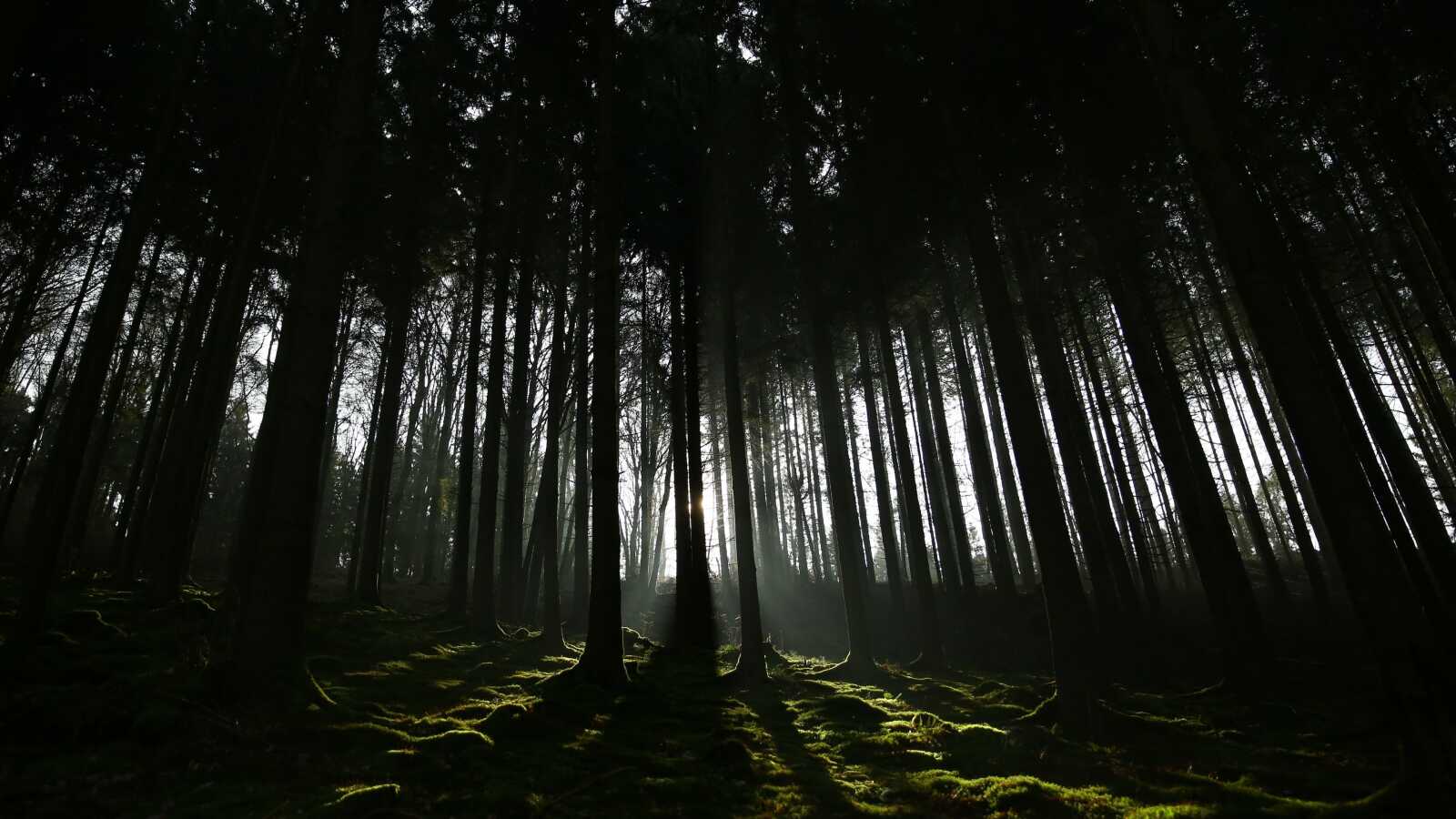Backlit Pine Forest