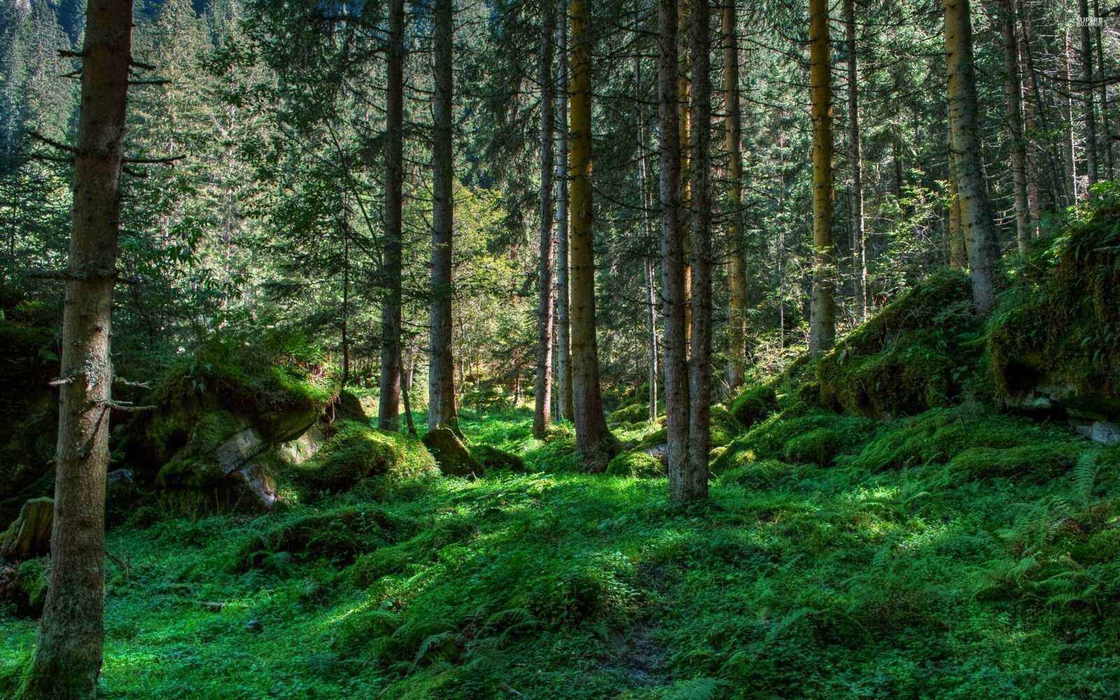 Trees 4K Wallpapers Collection