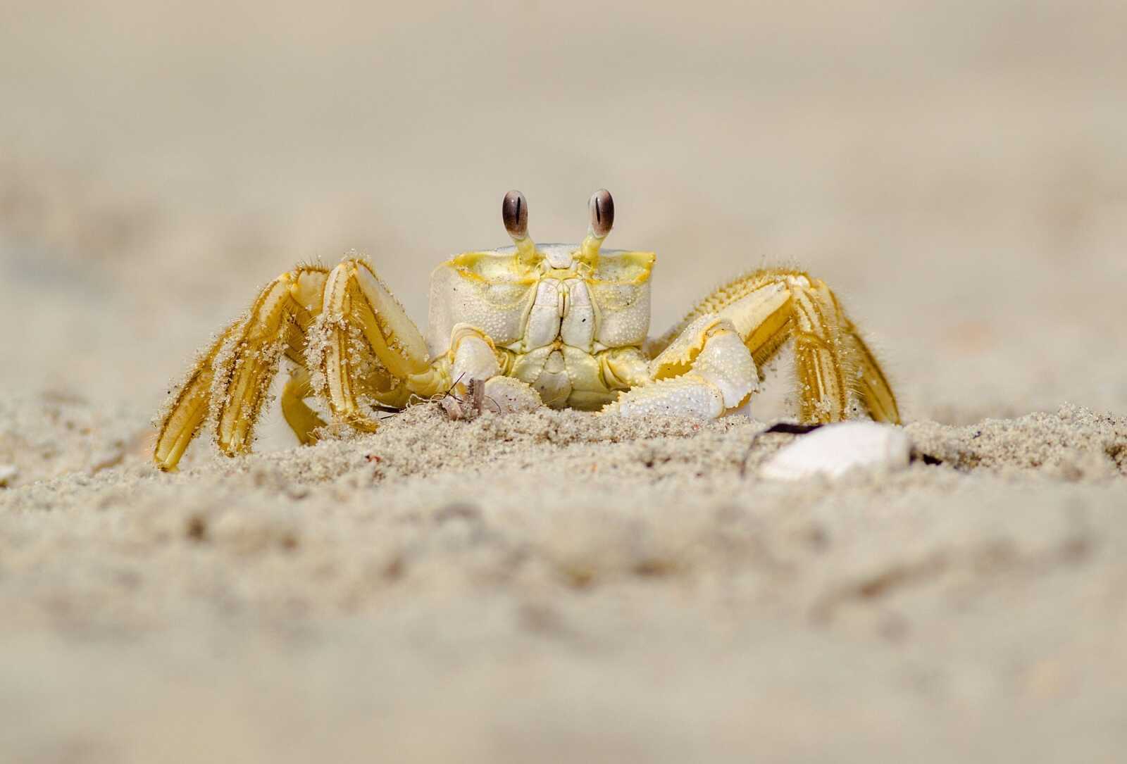 Crab Wallpapers (49 images) - WallpaperCat