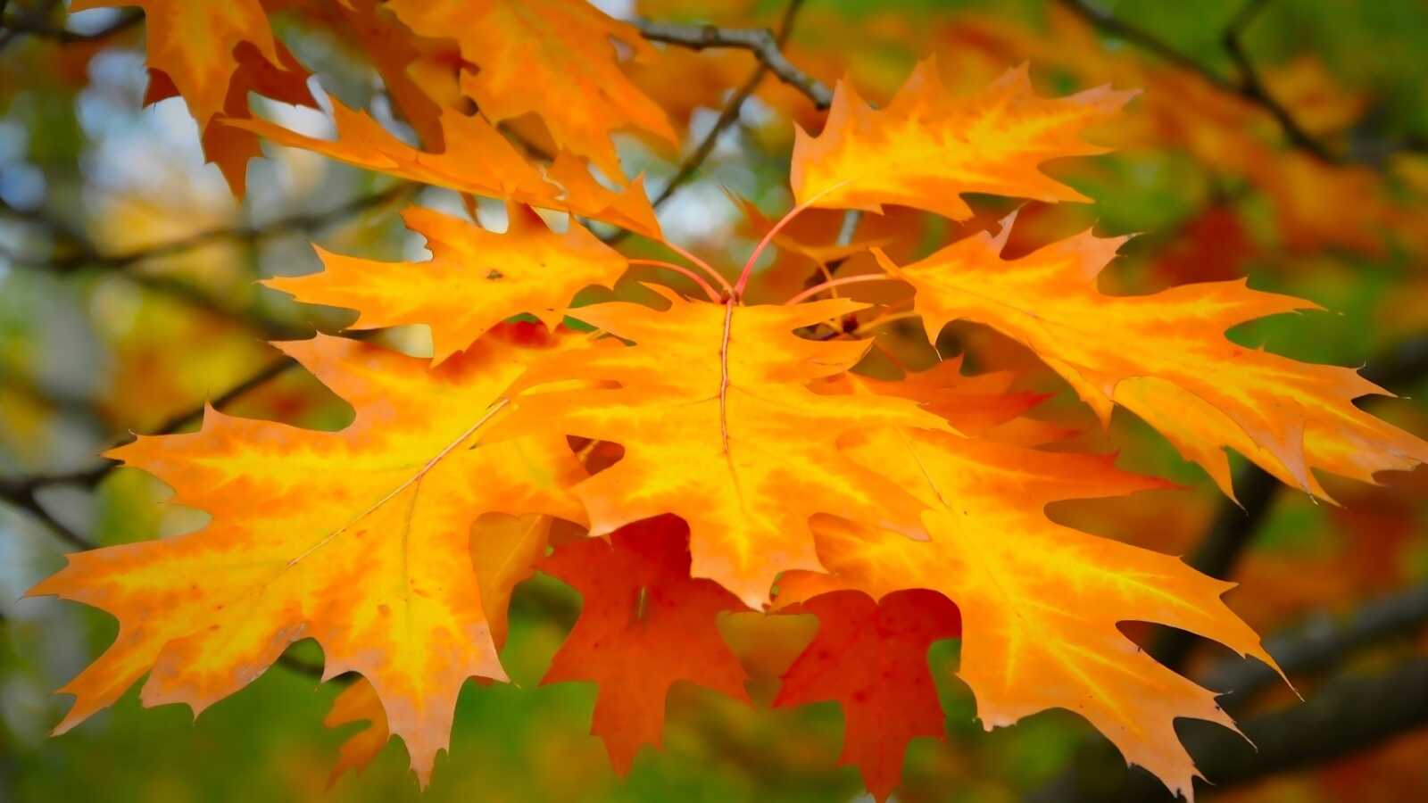 Maple Tree Simple Desktop Maple Tree Wallpapers (97 images) - WallpaperCat
