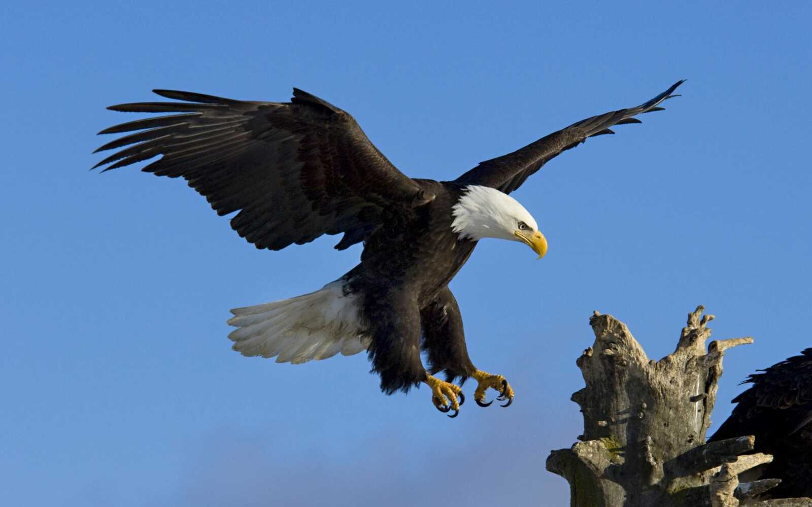 Bald Eagle Landing