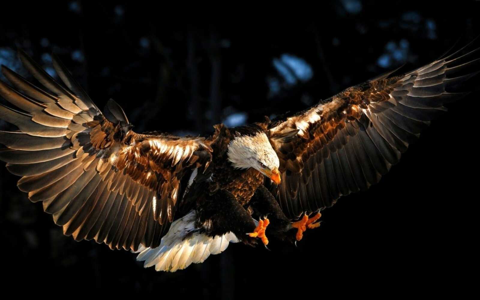 Bald Eagle Landing