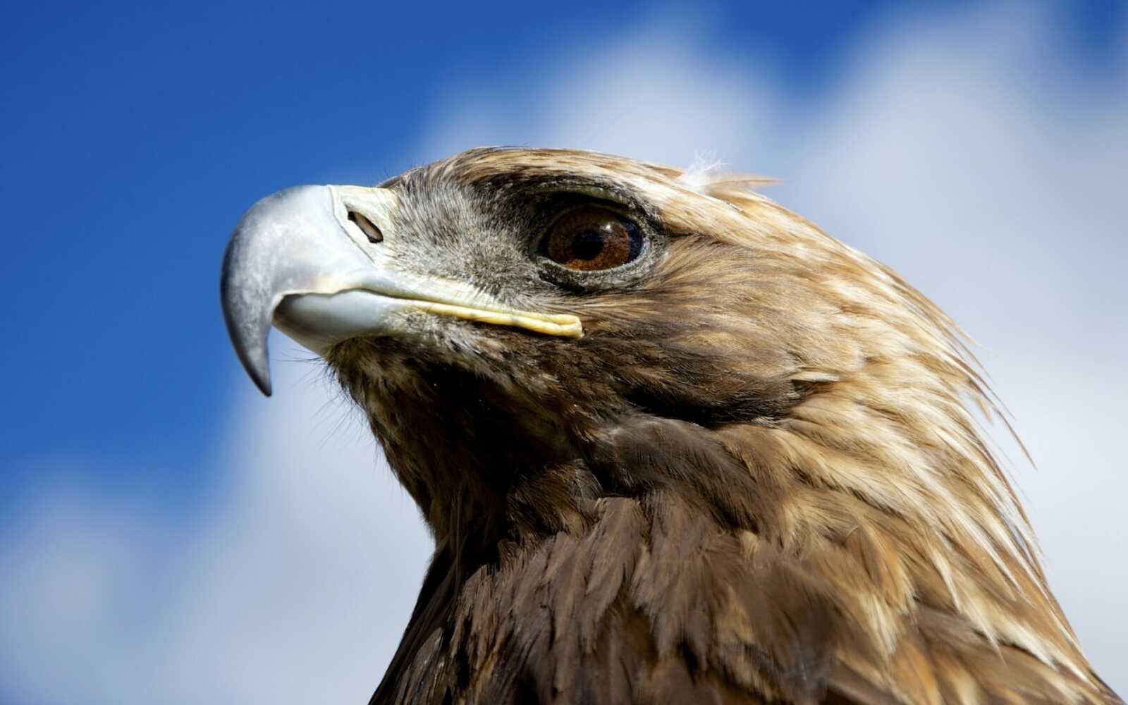 Golden Eagle