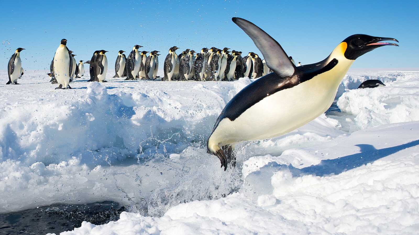 Pengu Backrounds Penguin Wallpapers (111 images) - WallpaperCat