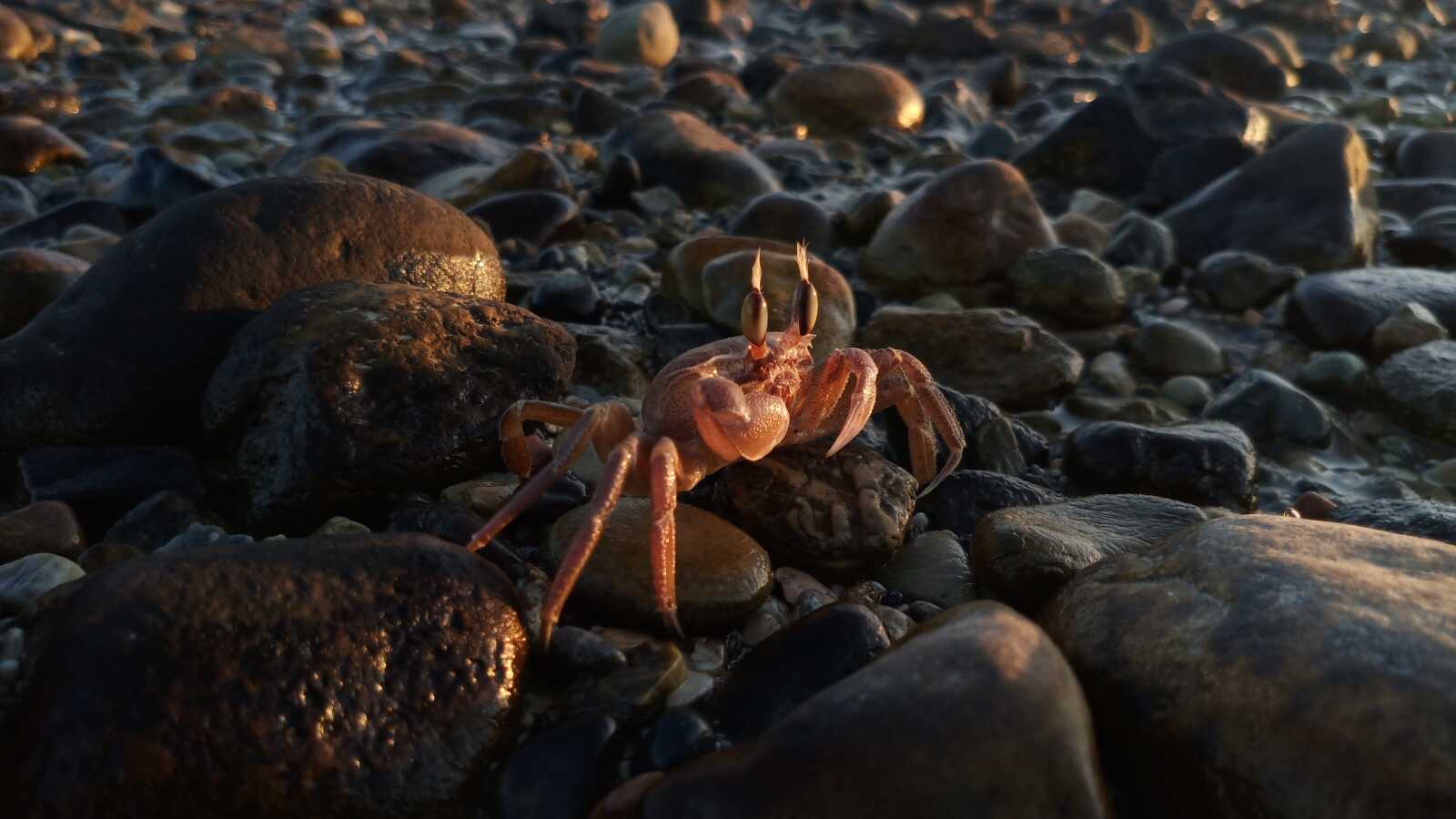 Crab Wallpapers (49 images) - WallpaperCat
