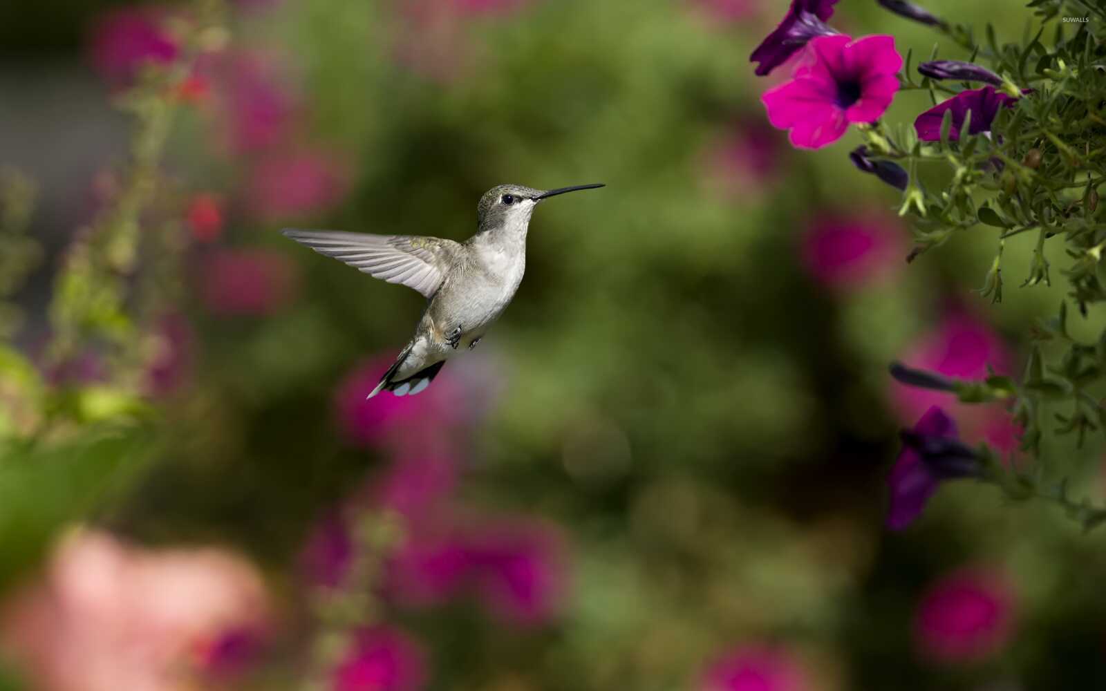 Hummingbird Wallpapers (51 images) - WallpaperCat
