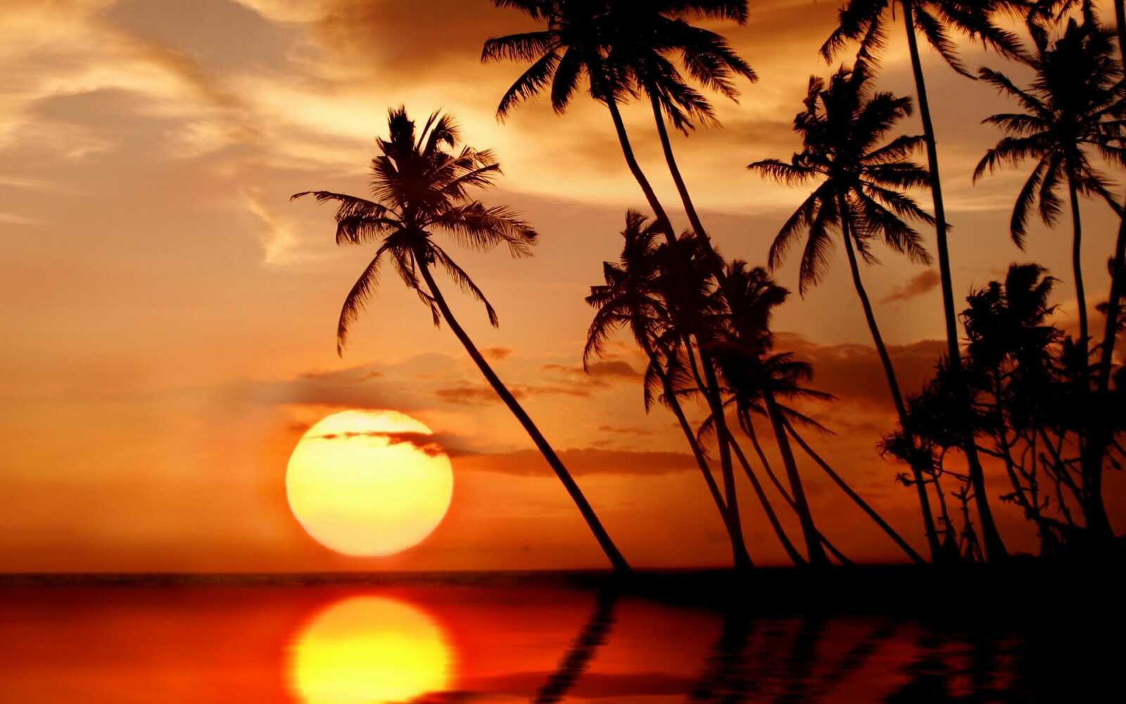 Coconut Palm Silhouettes