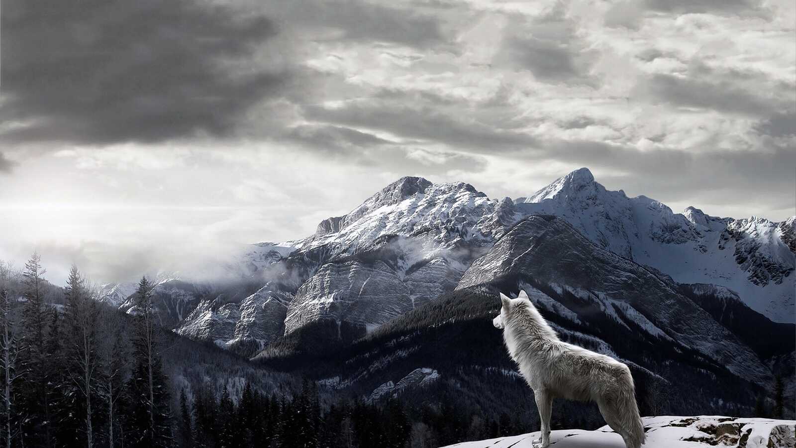 White Wolf On Ridge