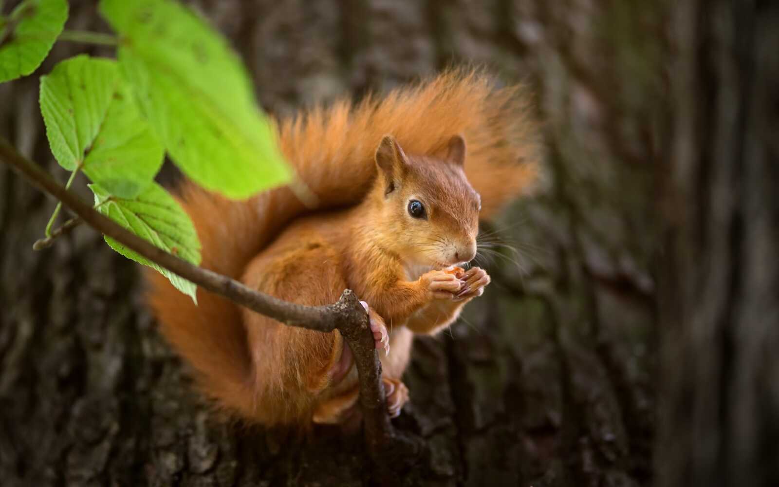 A squirrel in its natural habitat, with a blurred background and a sharp focus on the squirrel's face