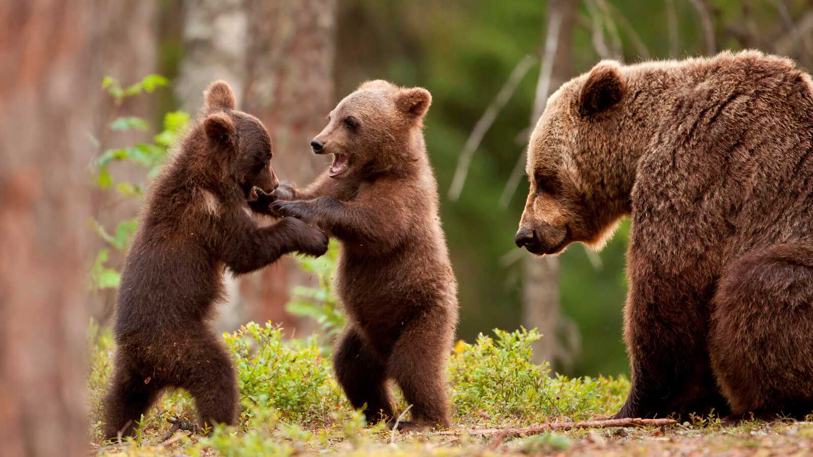 Animal Cubs 4K Wallpapers Collection