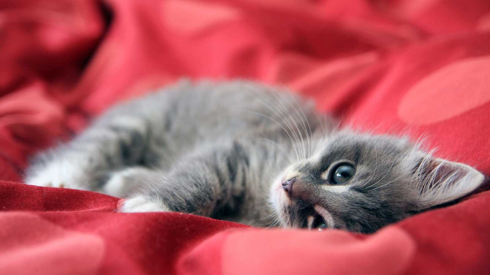 Fluffy Gray Tabby Kitten