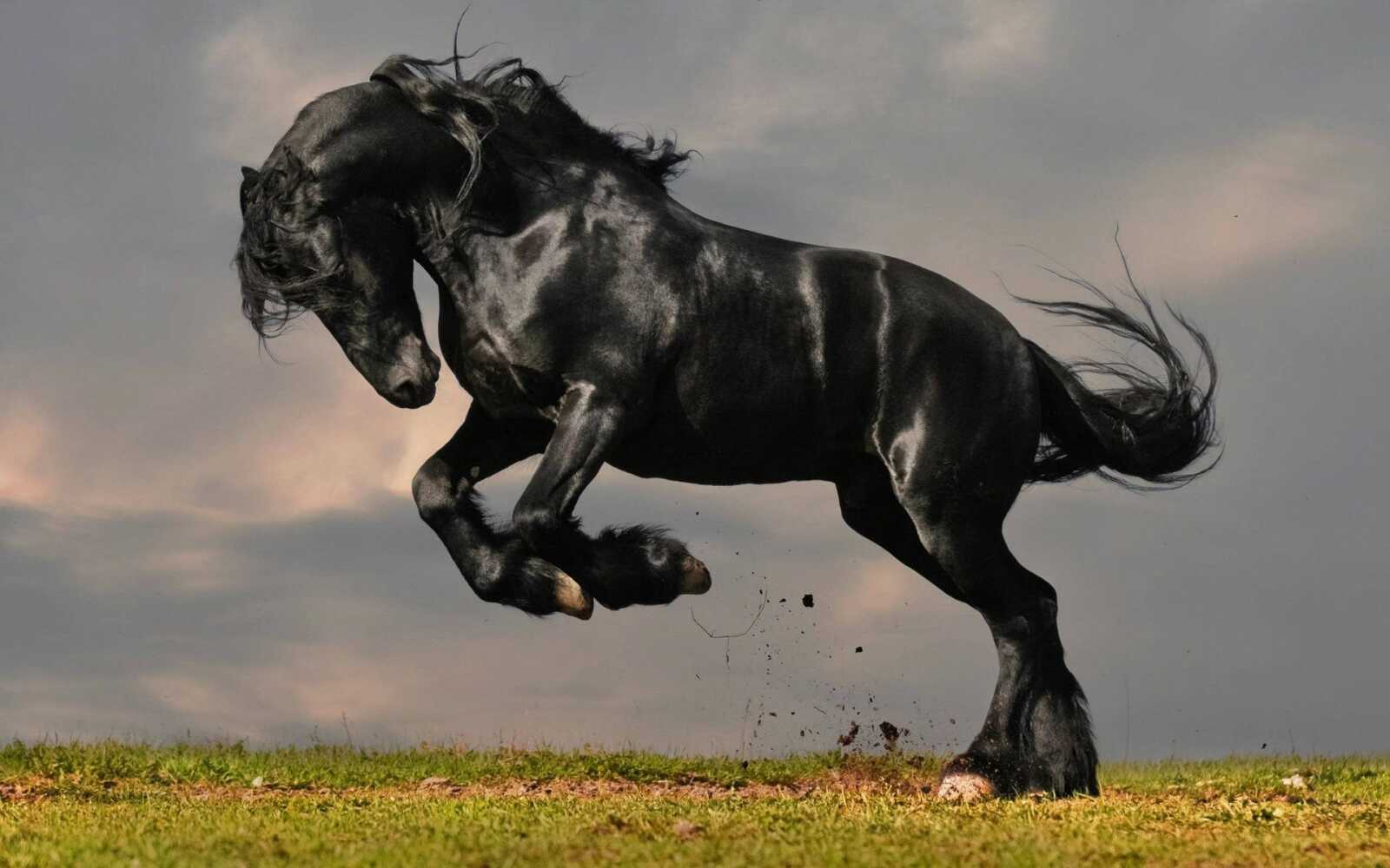 Black Friesian Horse Bucking