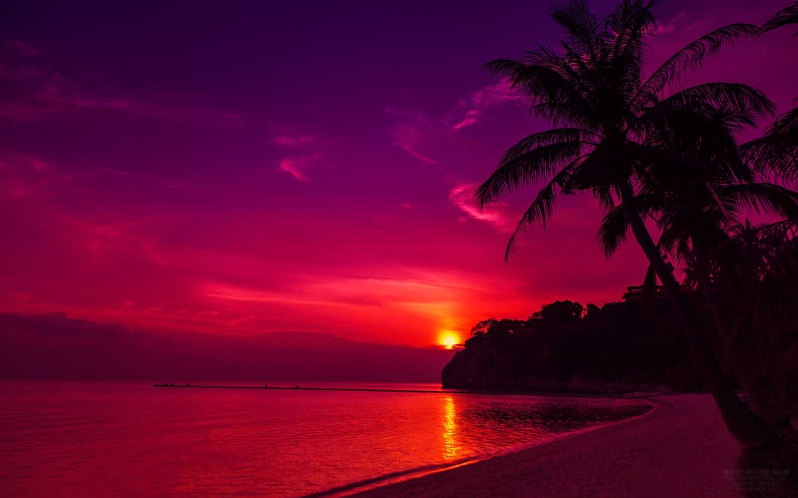 Palm Tree Silhouette