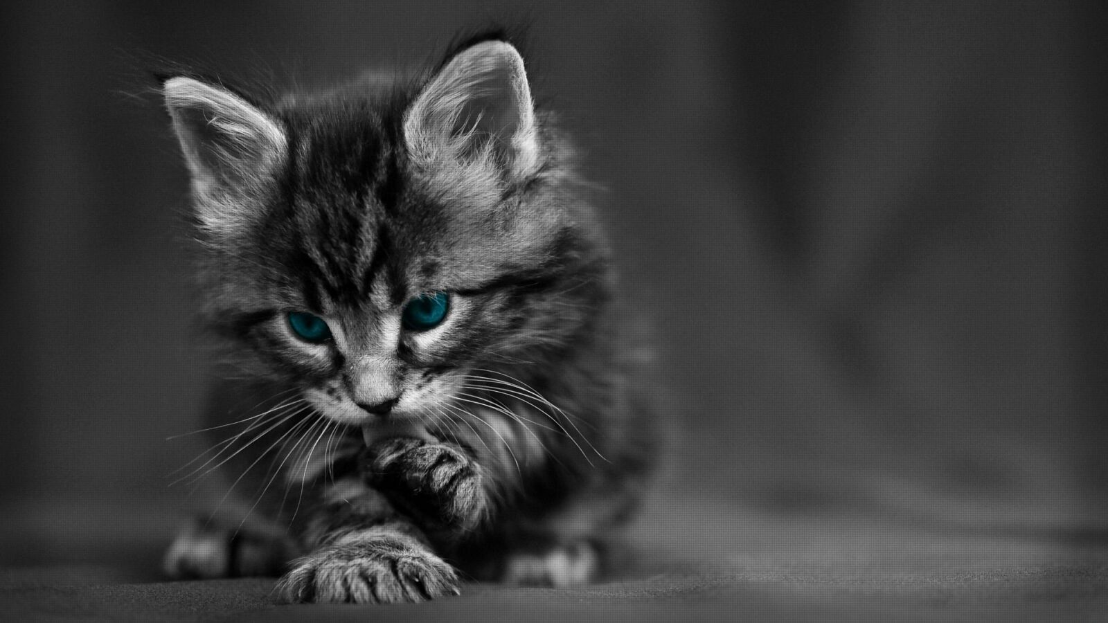 Grey Tabby Kitten