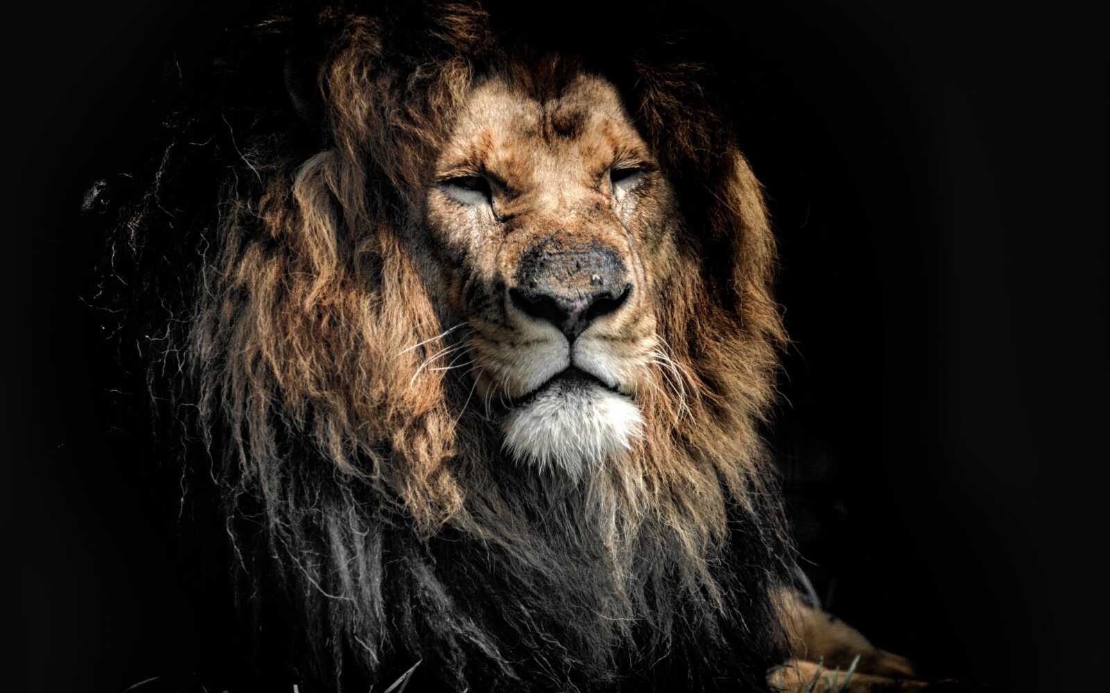 Aged Male Lion Portrait