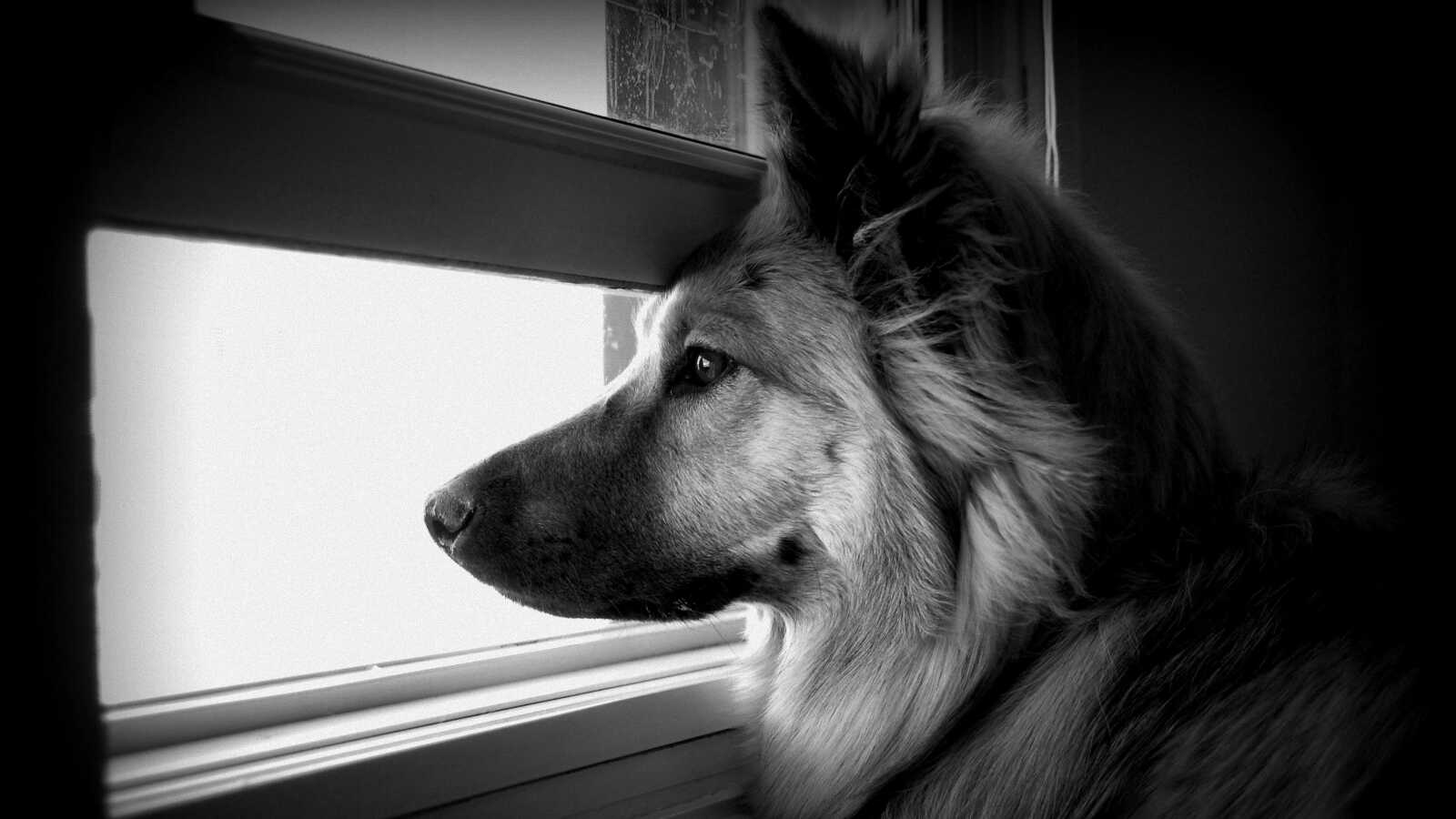 German Shepherds 4K Wallpapers Collection