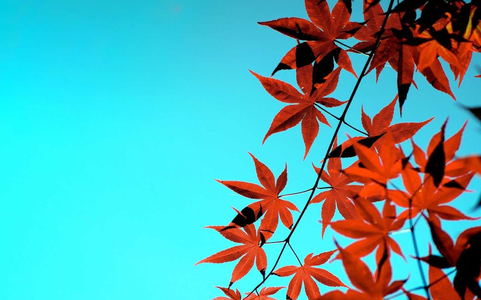 Maple Tree Wallpapers (97 images) - WallpaperCat