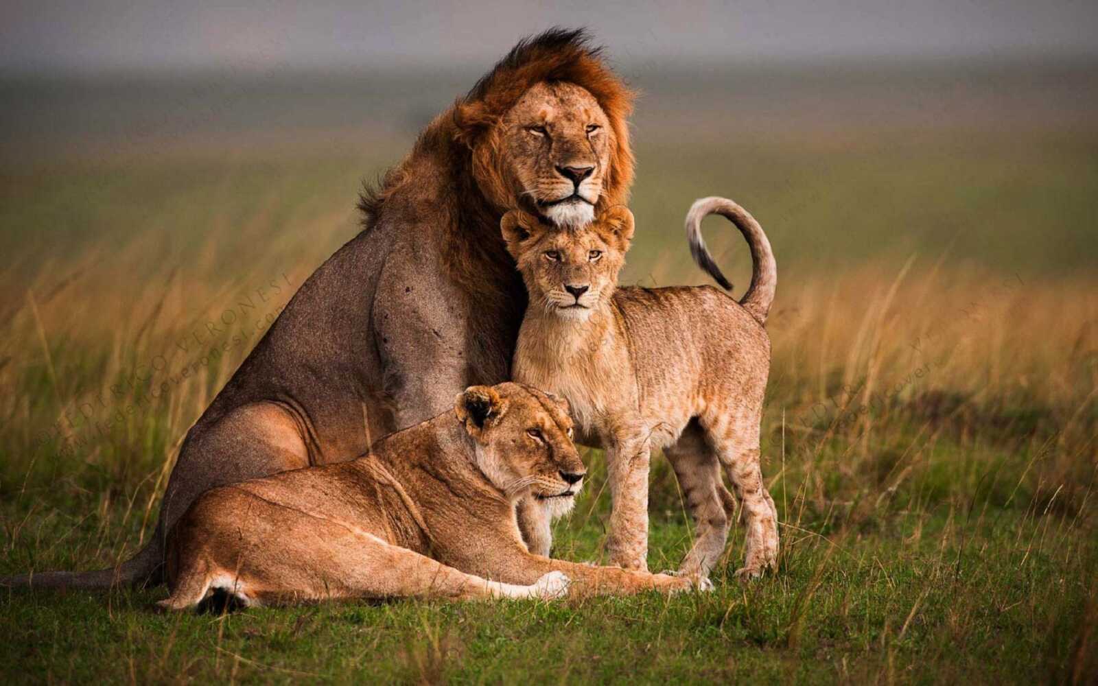 Family Wallpapers (44 images) - WallpaperCat