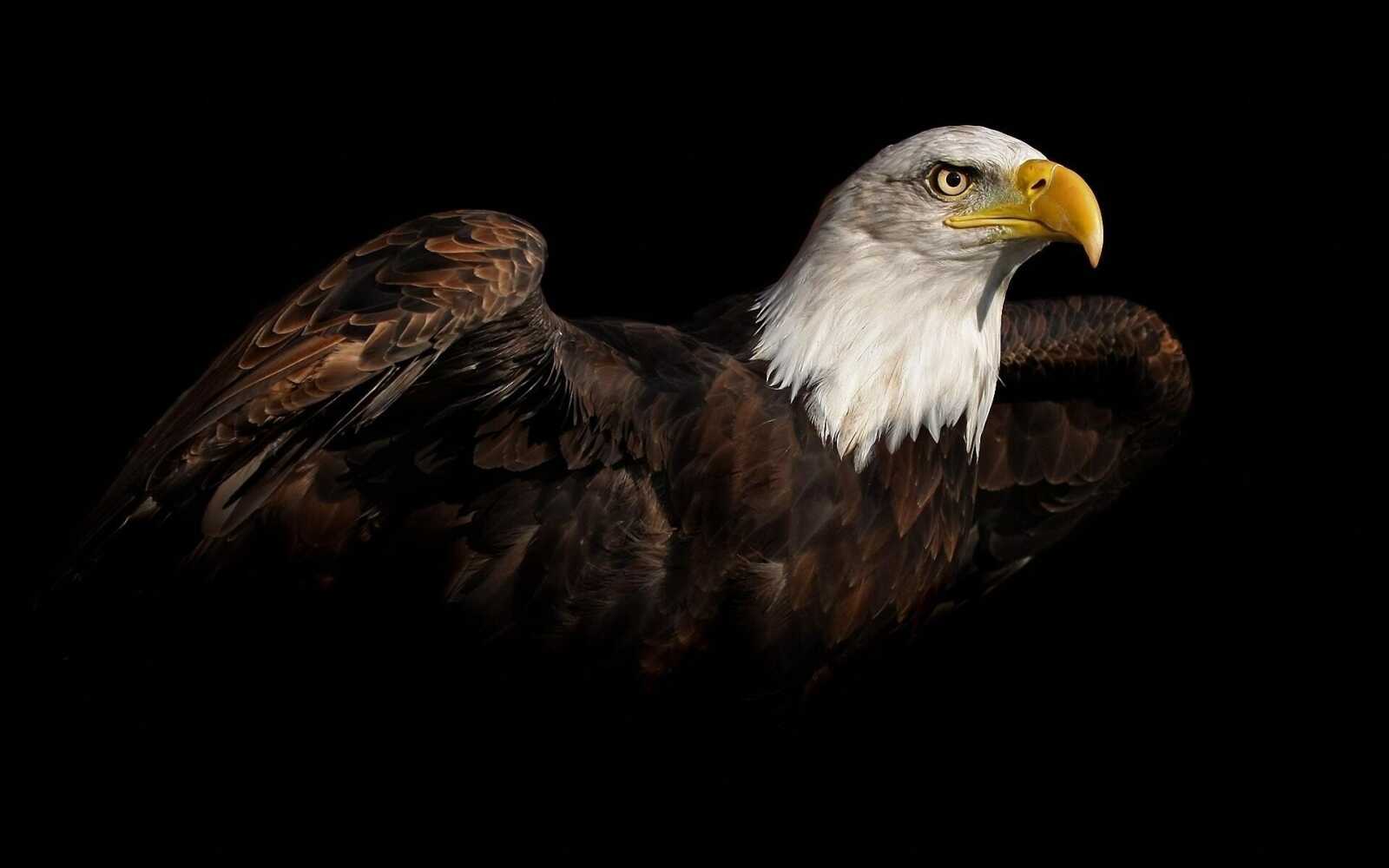Bald Eagle Portrait