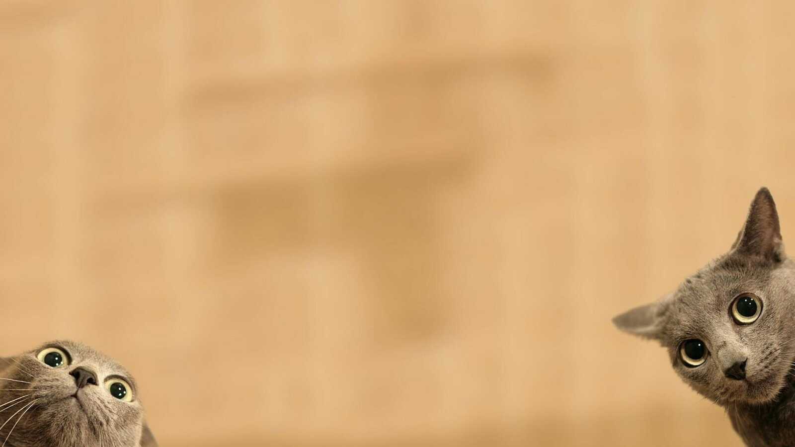 Cats 4K Wallpapers Collection