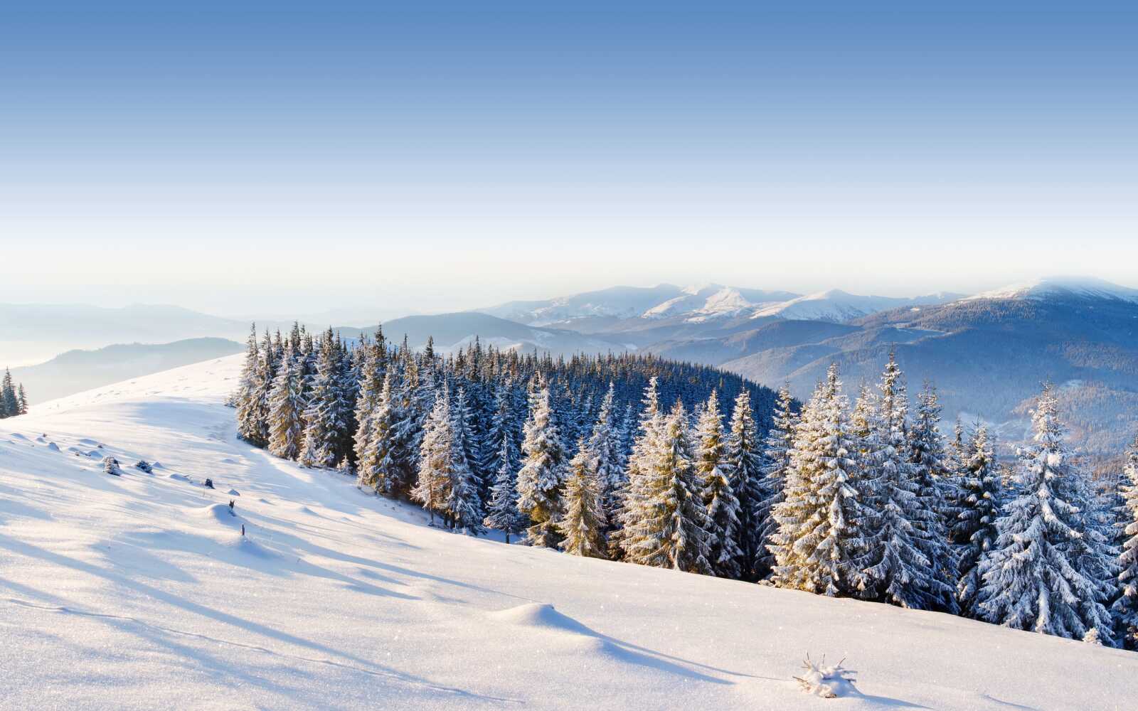 Snow-Covered Spruce Forest