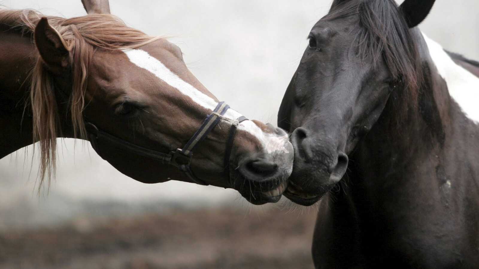 Nuzzling