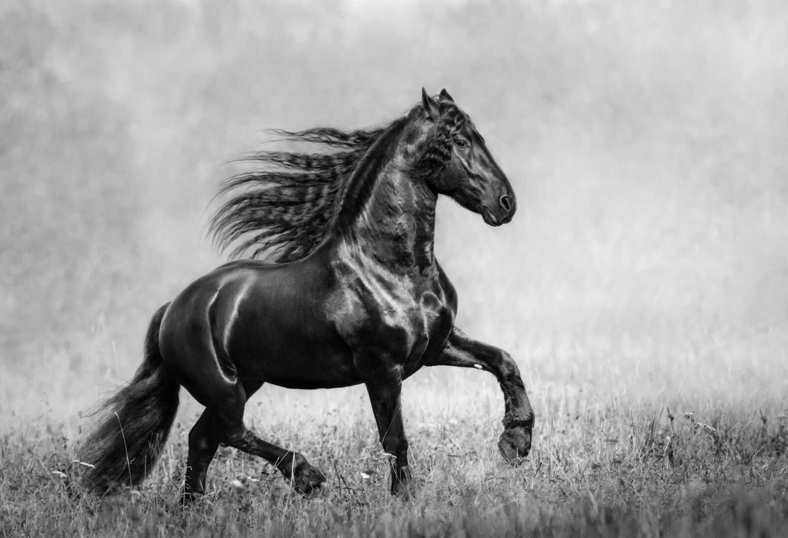 Black Friesian Stallion