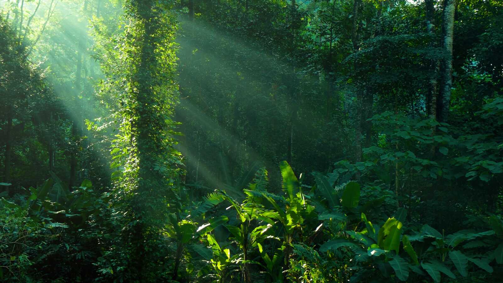 Amazon Ranforest Background Amazon Rain Forest Wallpapers (57 images) - WallpaperCat