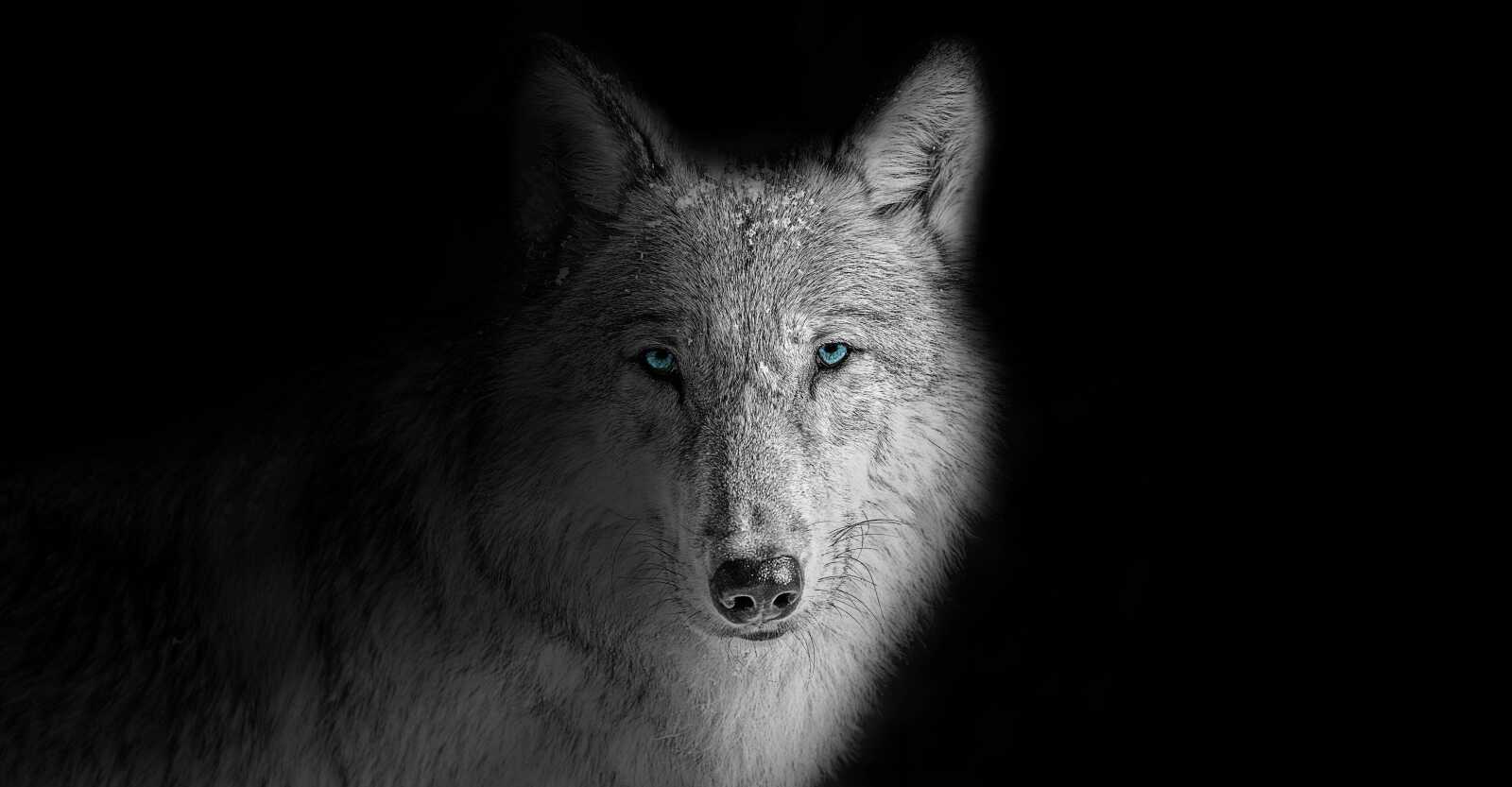 Arctic Wolf 4K Wallpapers Collection