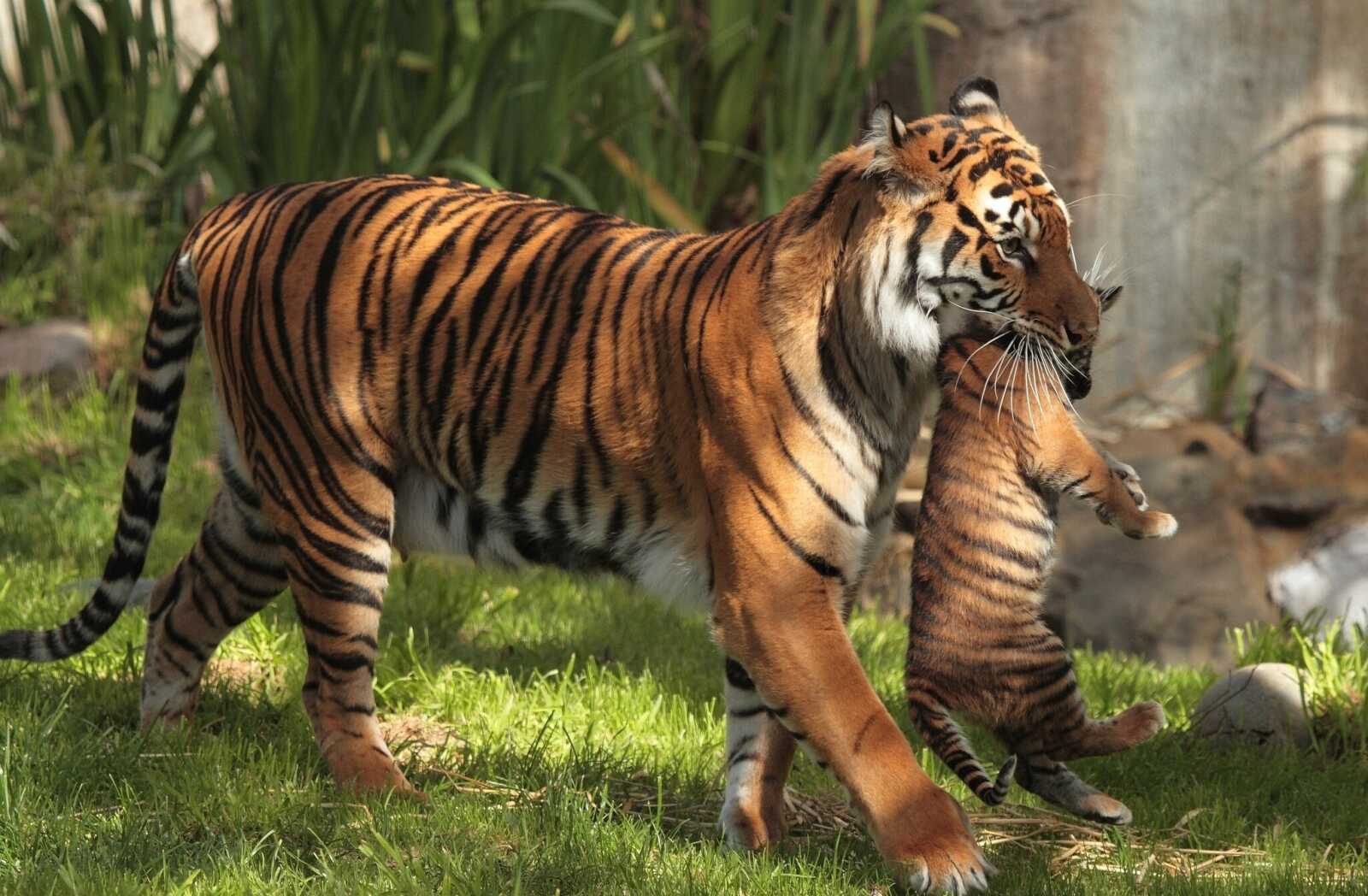 Tiger Cub Stack Tiger Cub Wallpapers (38 images) - WallpaperCat