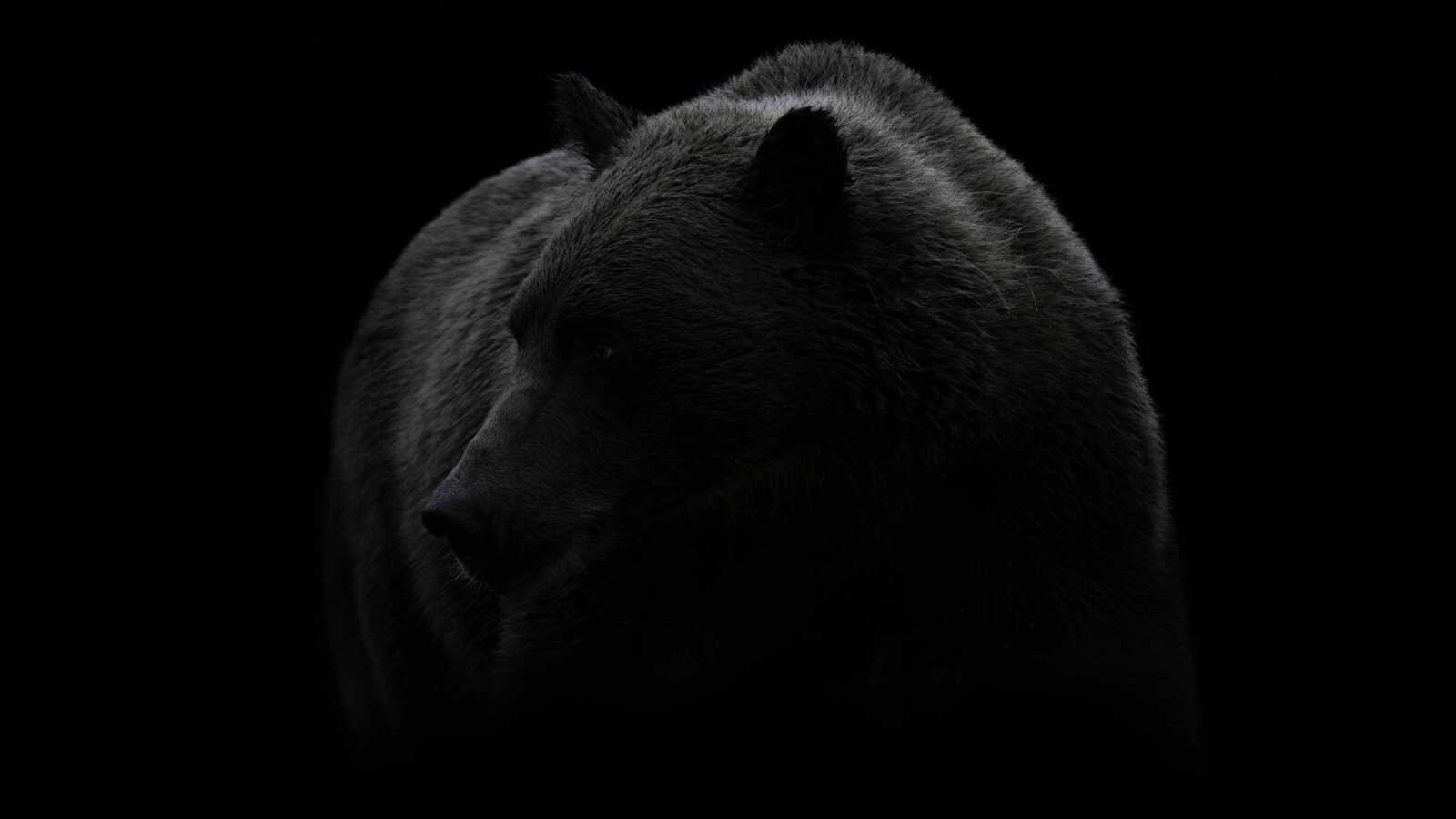 Black Bear Profile