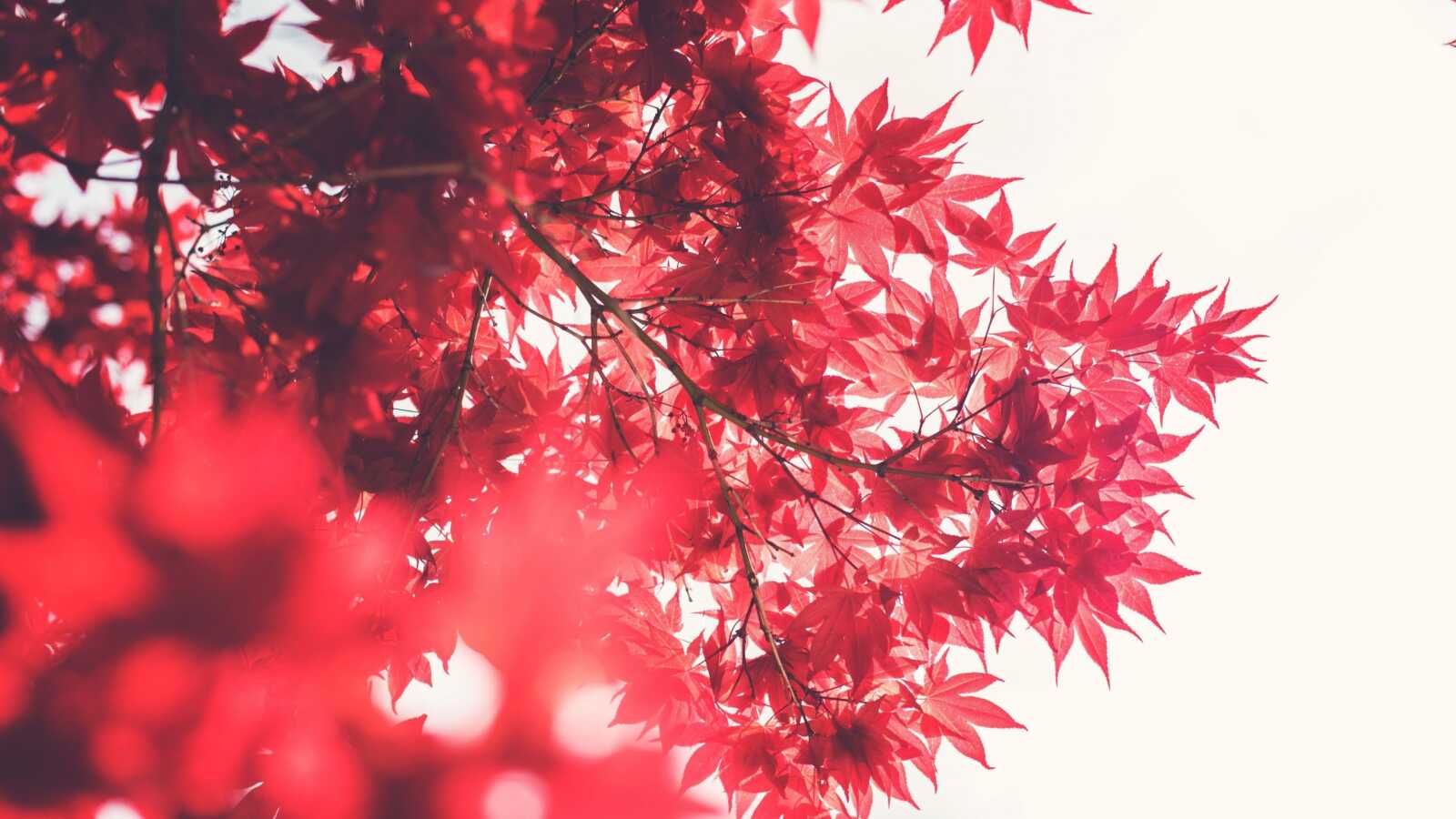 Maple Tree Wallpapers (97 images) - WallpaperCat