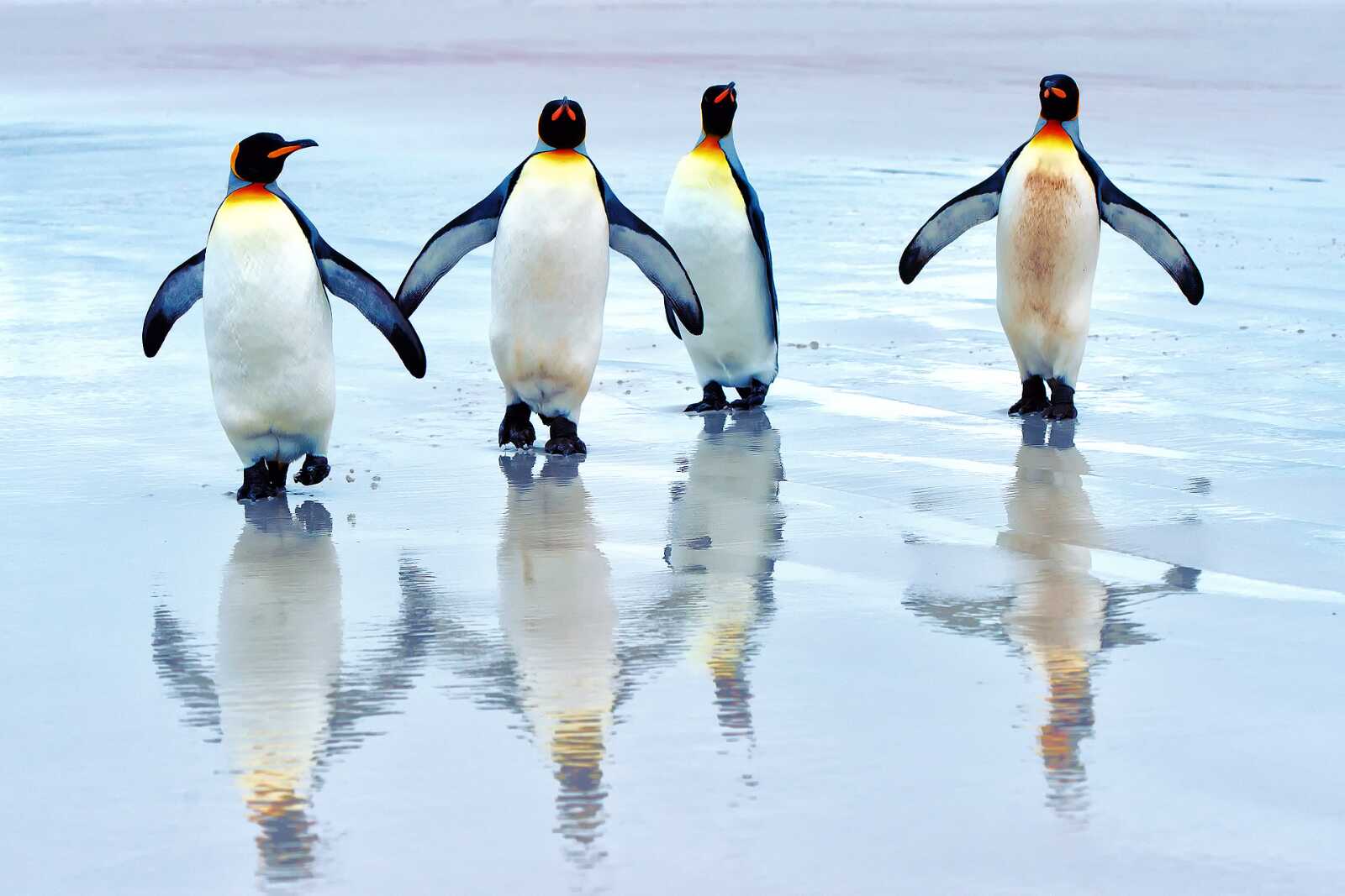 Pengu Backrounds Penguin Wallpapers (111 images) - WallpaperCat