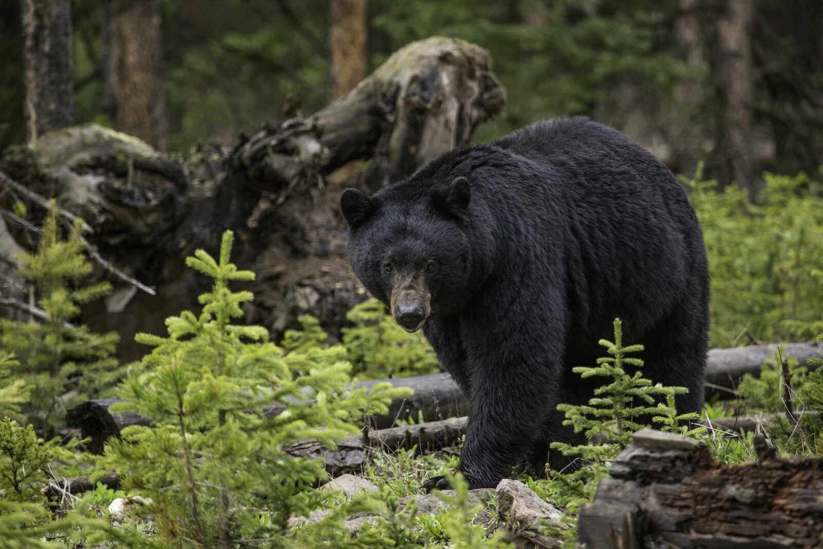 American Black Bear