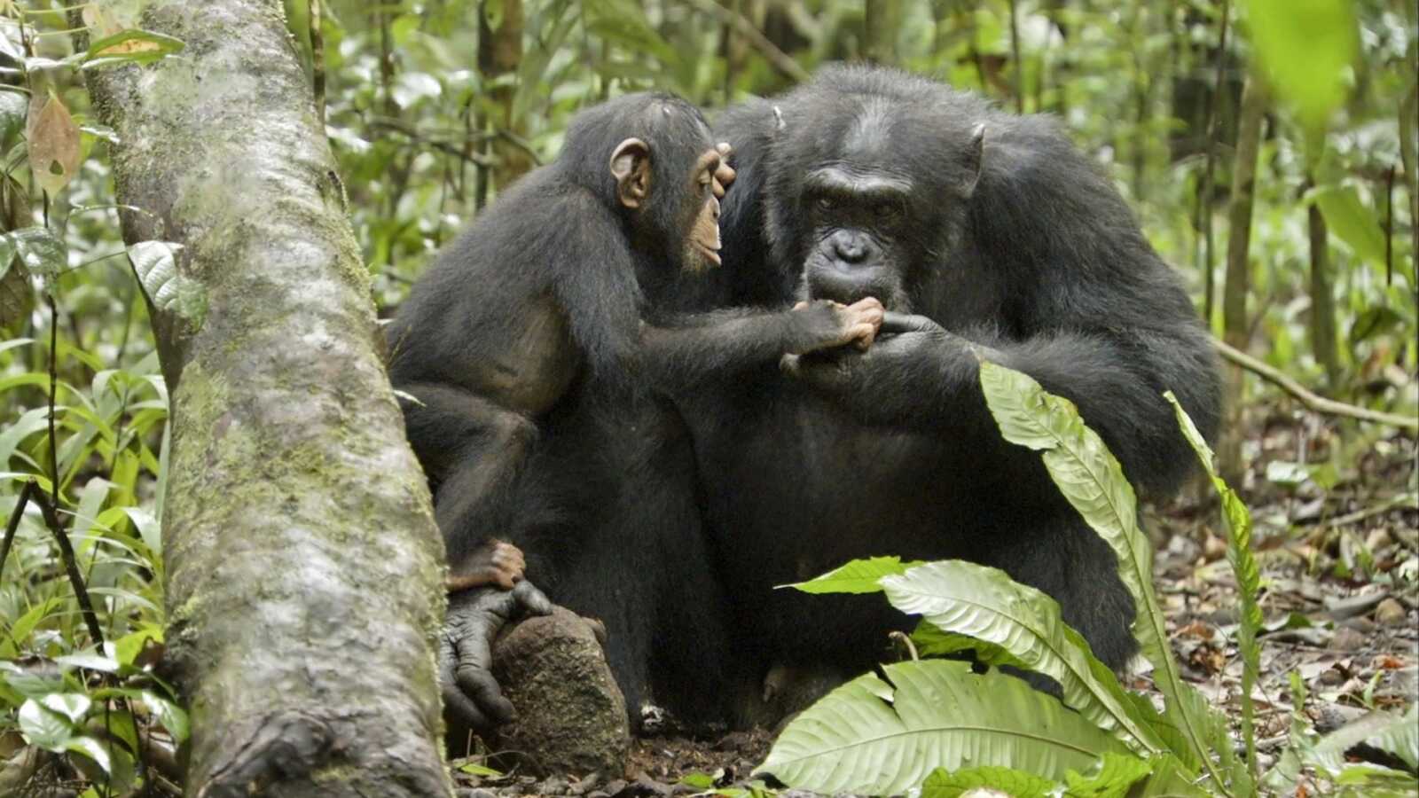 Chimpanzee Wallpapers (48 images) - WallpaperCat