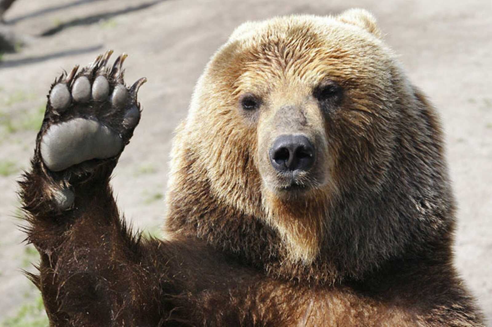 Grizzly Bear Waving Paw