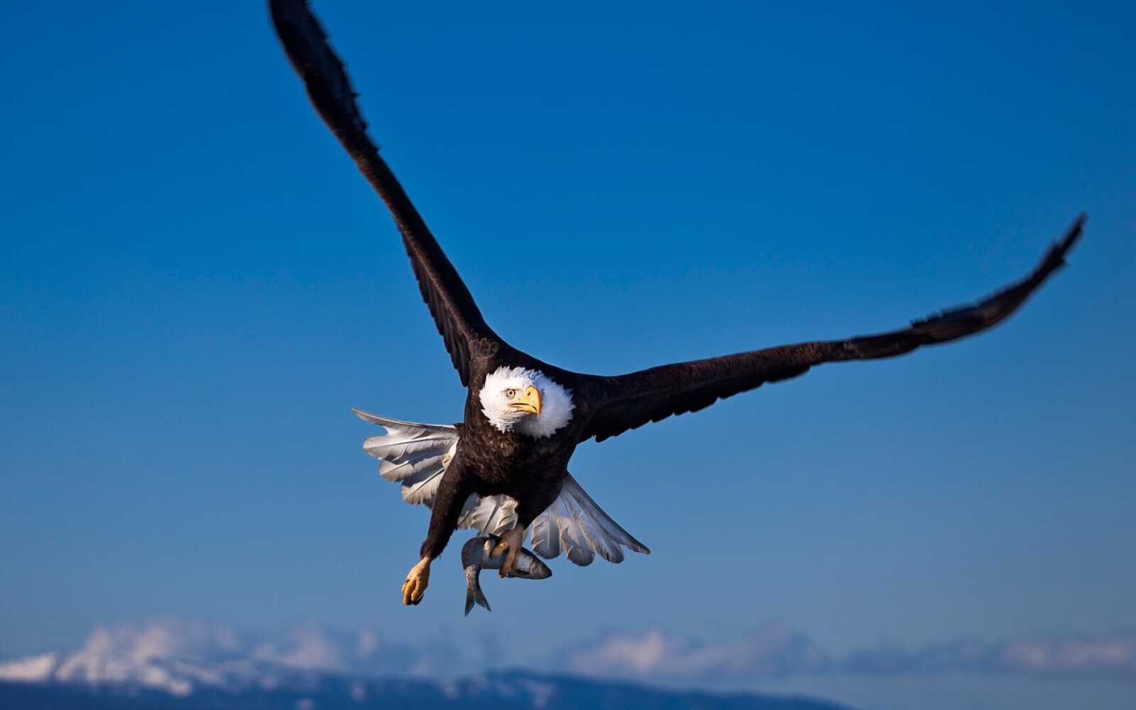 Bald Eagle In Flight