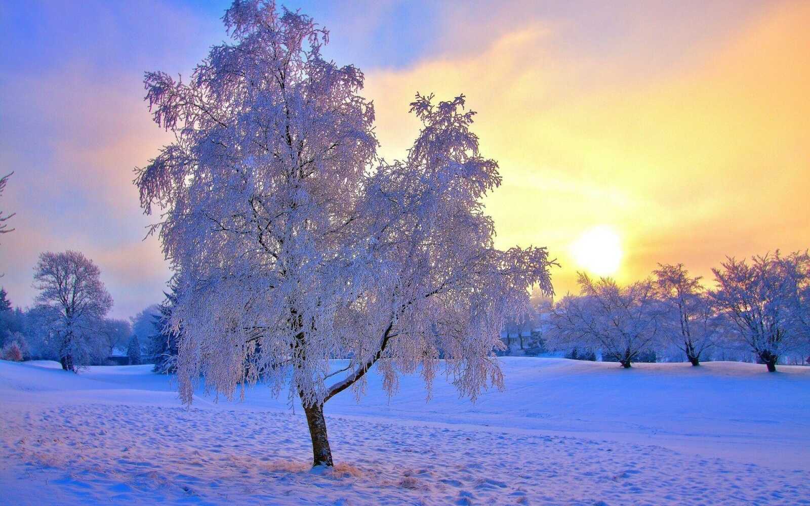 Birch Tree 4K Wallpapers Collection