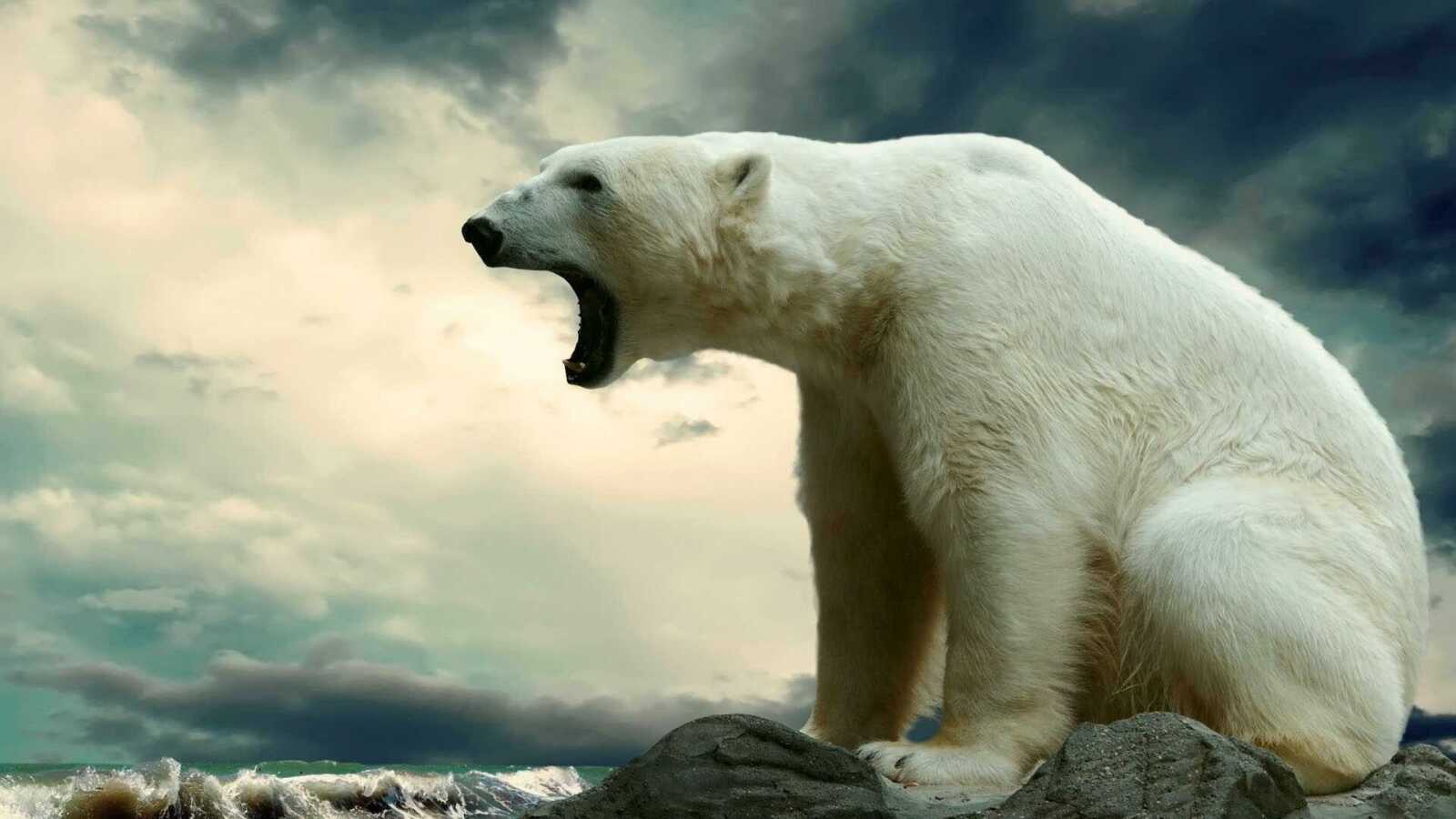 Roaring Polar Bear