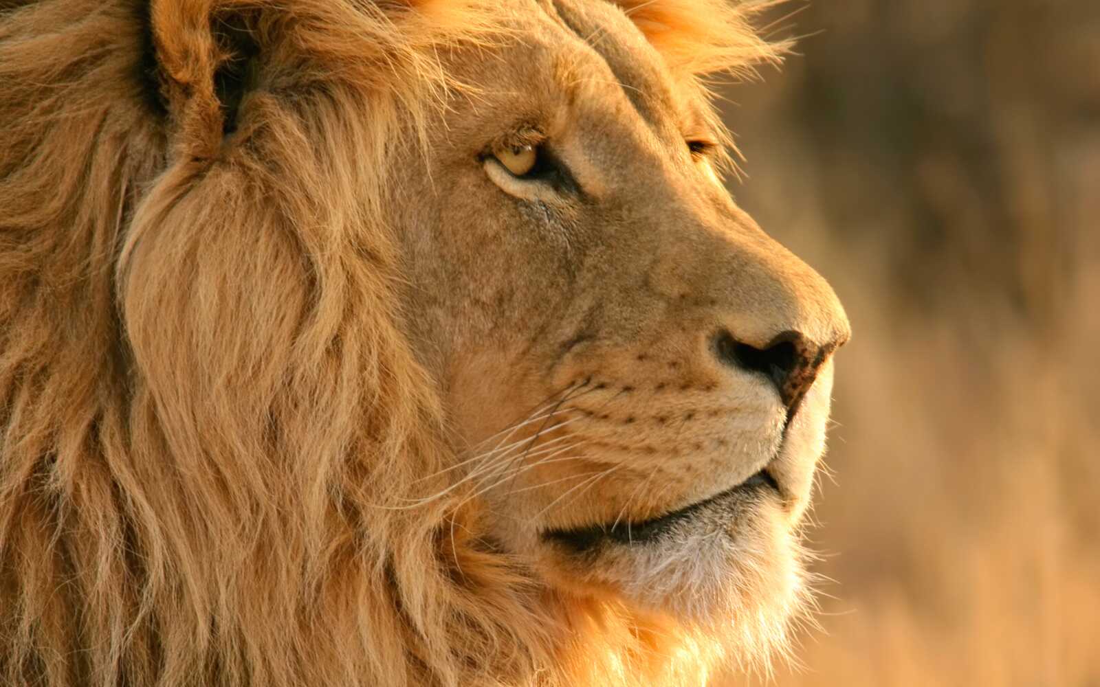 Male Lion Profile