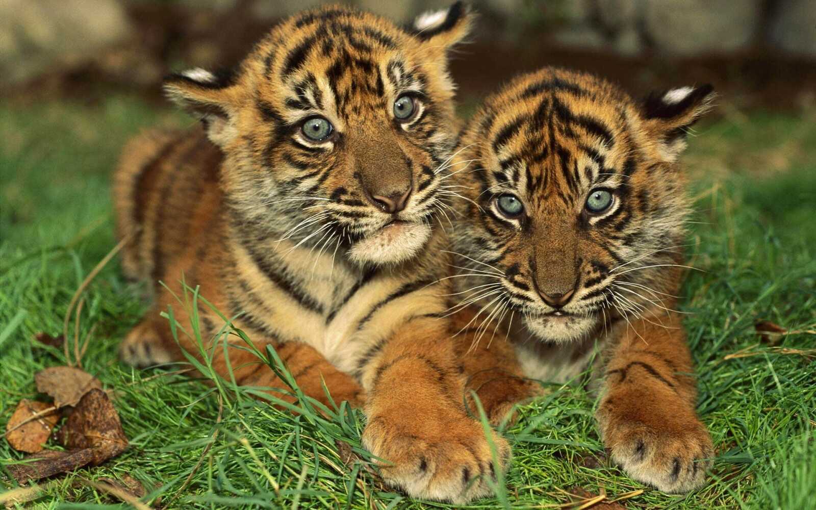 Cubs