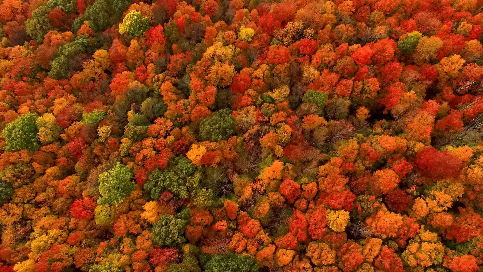 Fall Wallpapers (63 images) - WallpaperCat