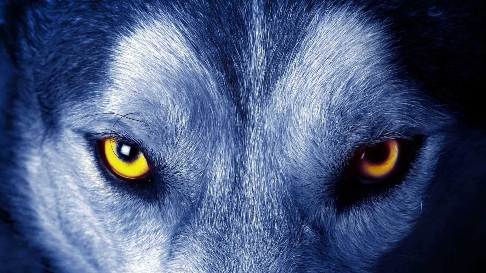 Wolf Eyes